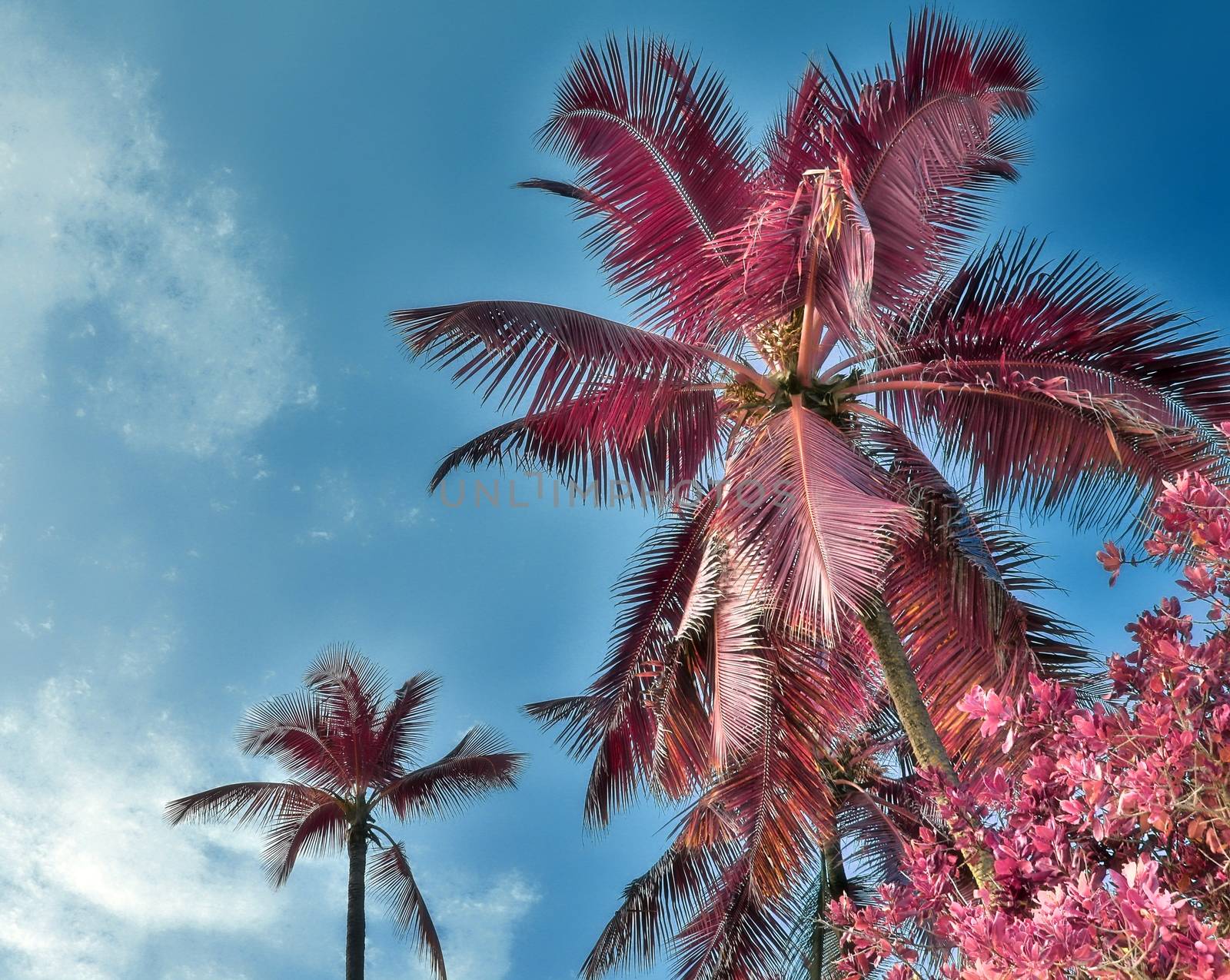 Magical fantasy infrared shots of palm trees on the Seychelles islands.