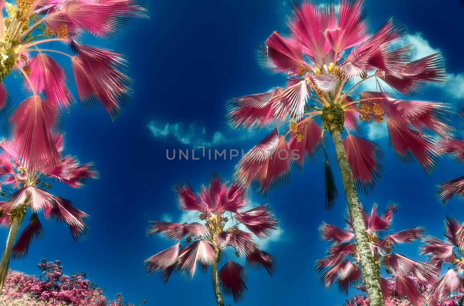 Magical fantasy infrared shots of palm trees on the Seychelles islands.