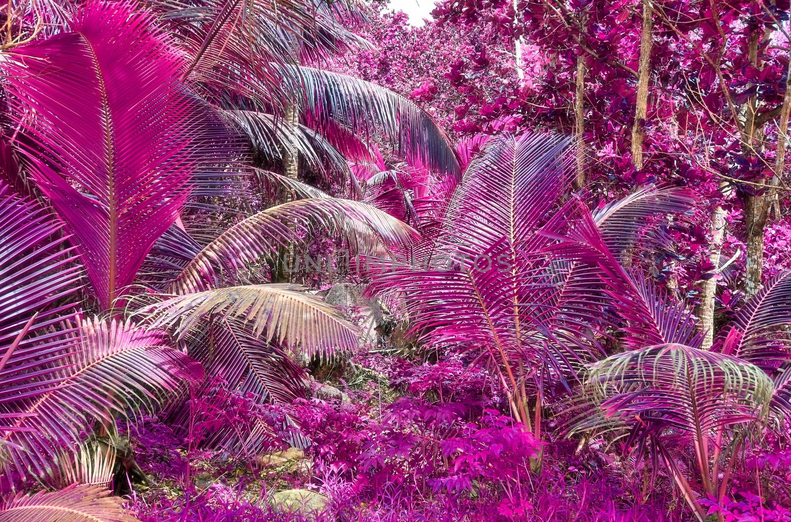 Magical fantasy infrared shots of palm trees on the Seychelles i by MP_foto71