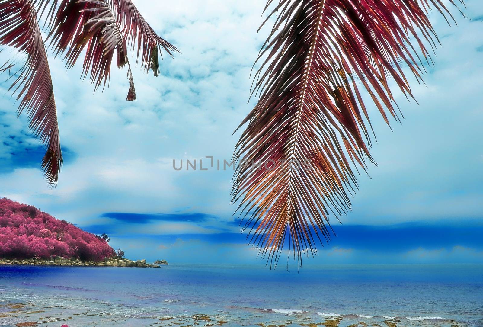 Magical fantasy infrared shots of palm trees on the Seychelles islands.