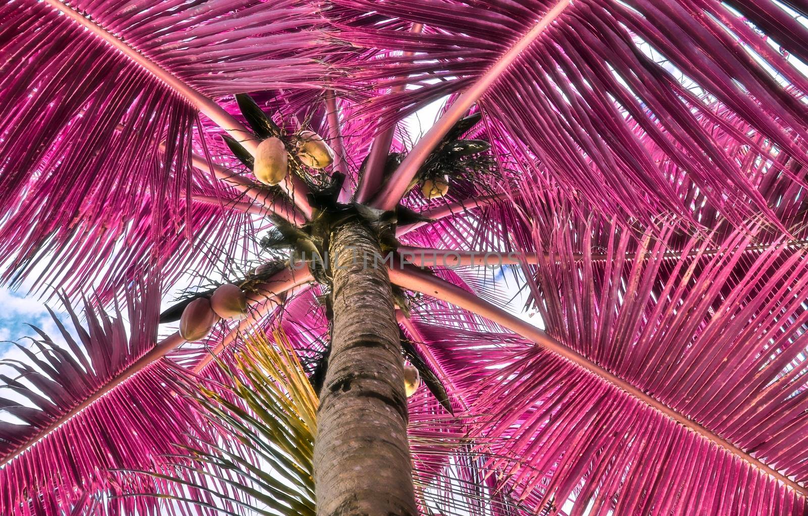 Magical fantasy infrared shots of palm trees on the Seychelles i by MP_foto71