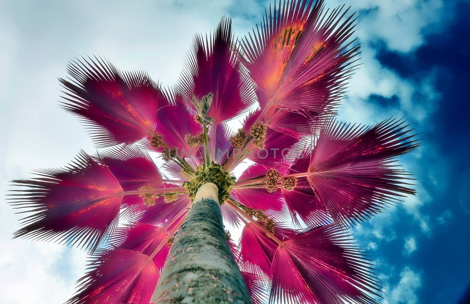 Magical fantasy infrared shots of palm trees on the Seychelles i by MP_foto71