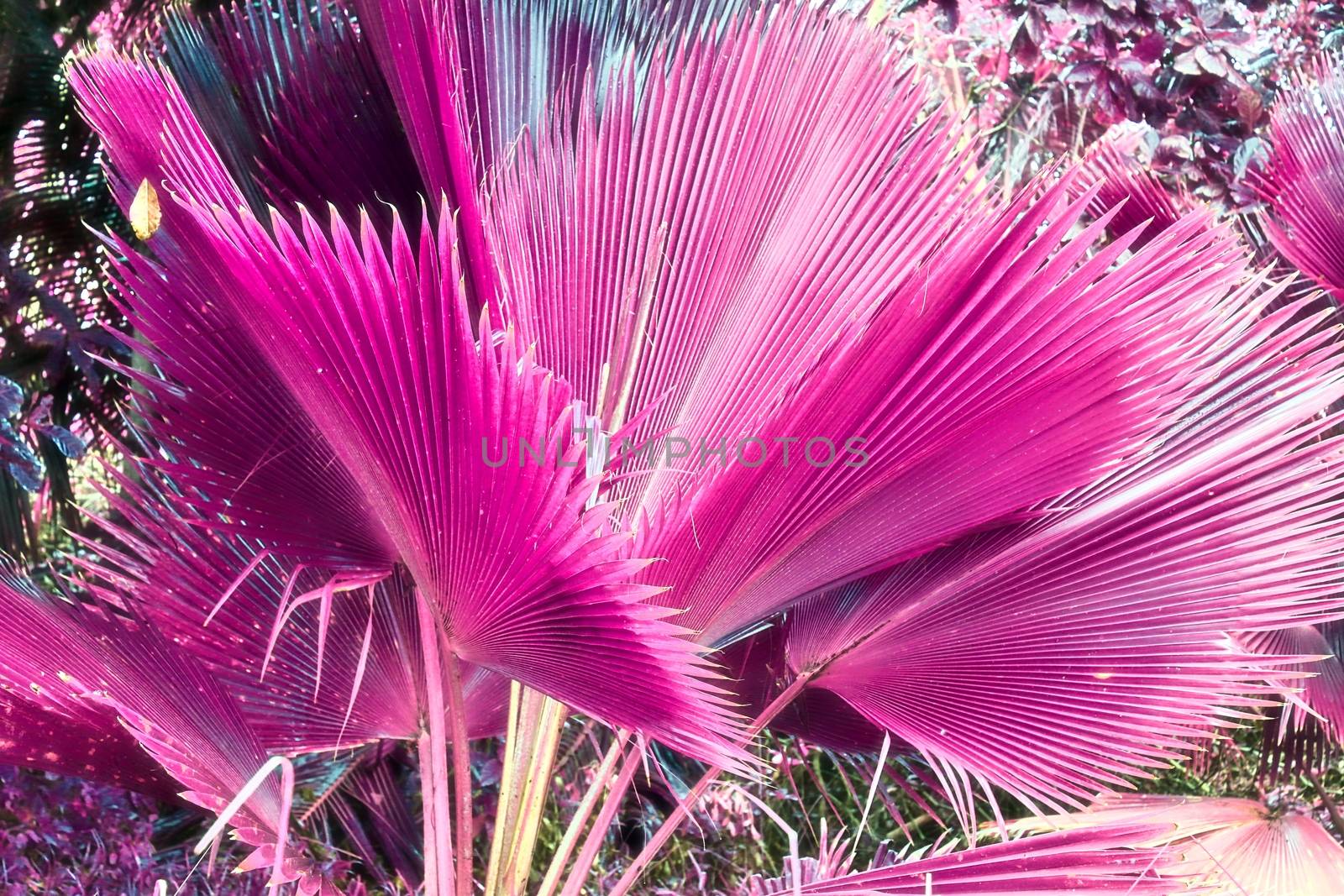 Magical fantasy infrared shots of palm trees on the Seychelles i by MP_foto71