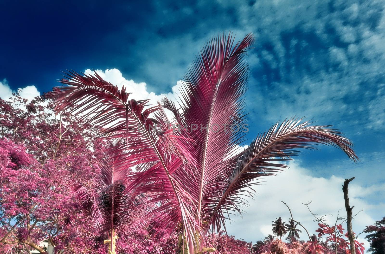 Magical fantasy infrared shots of palm trees on the Seychelles islands.