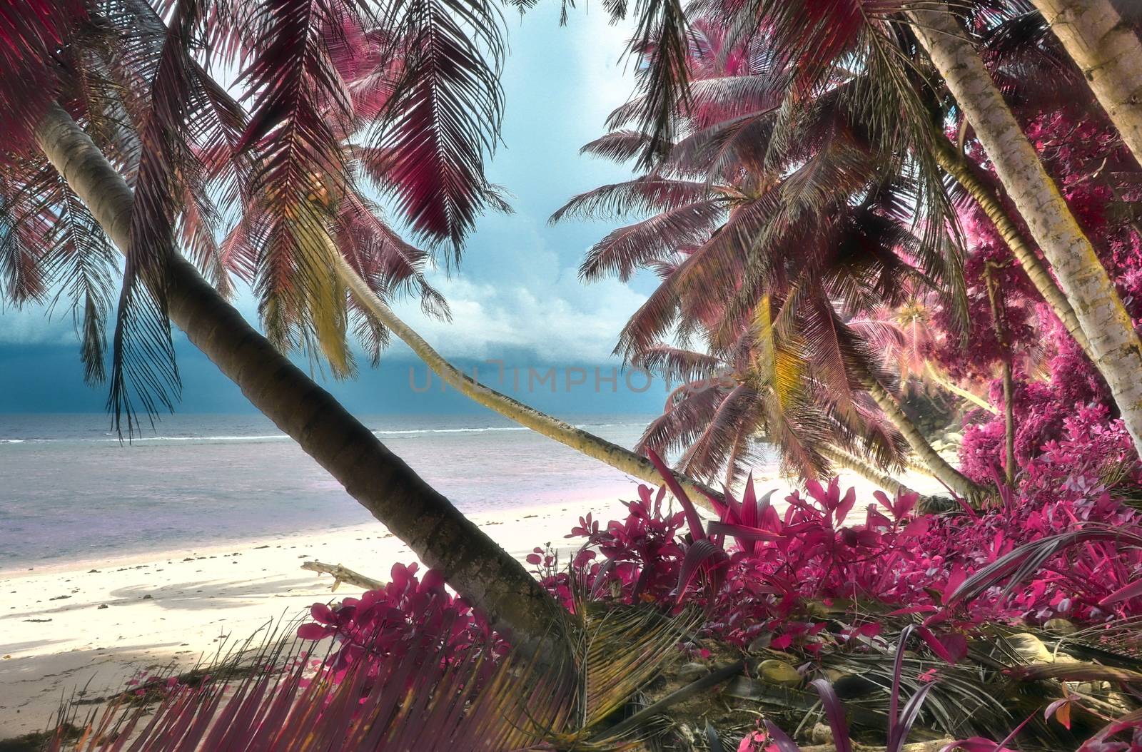 Magical fantasy infrared shots of palm trees on the Seychelles islands.