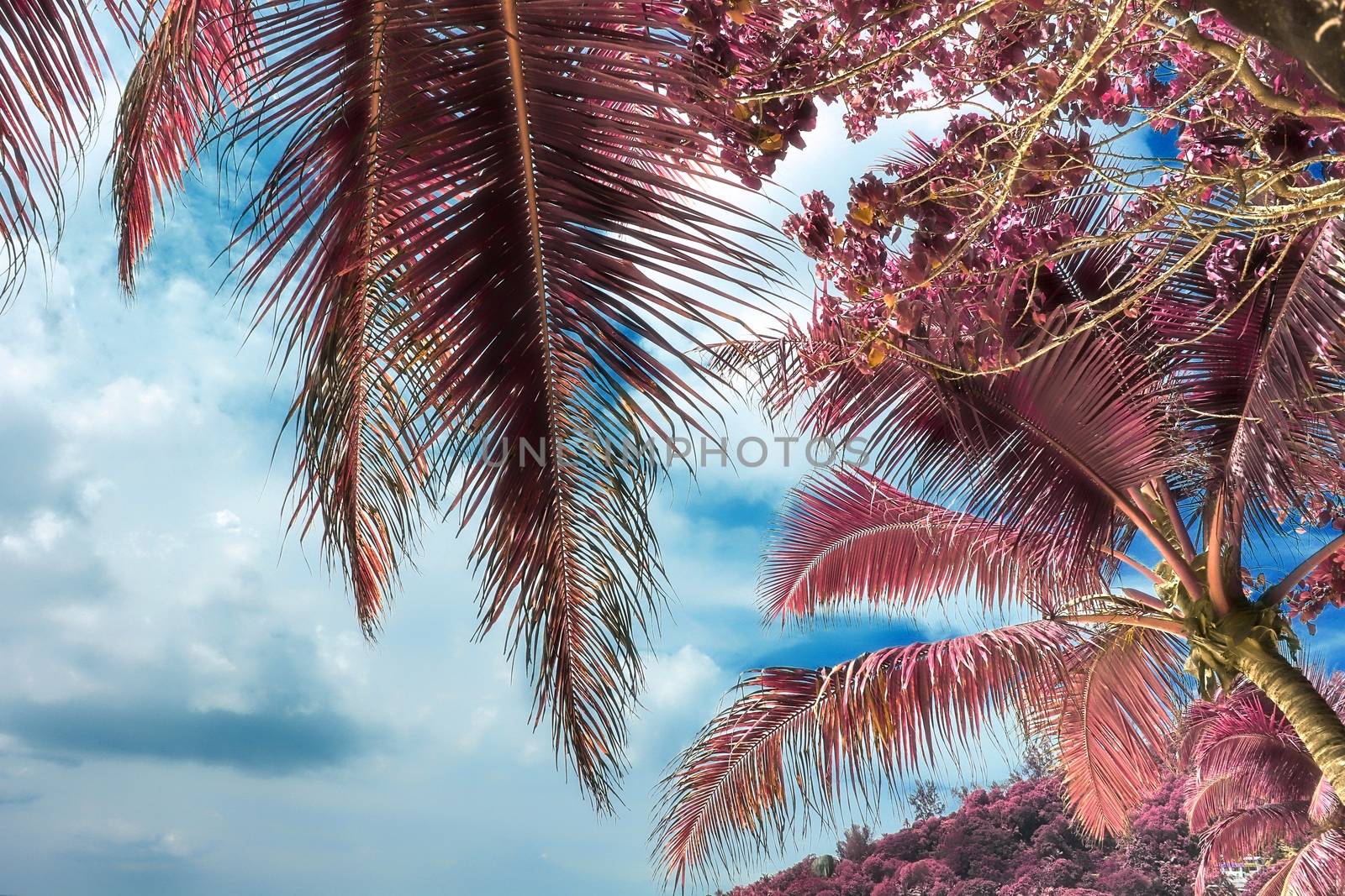 Magical fantasy infrared shots of palm trees on the Seychelles i by MP_foto71