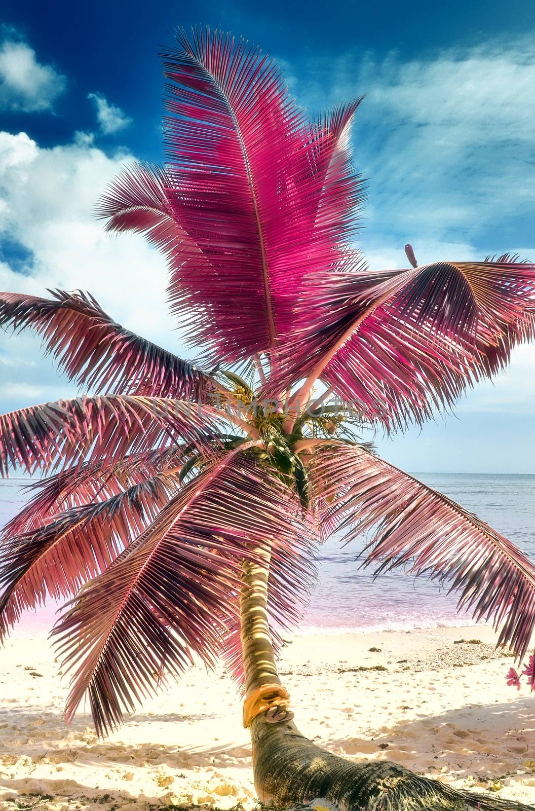 Magical fantasy infrared shots of palm trees on the Seychelles i by MP_foto71