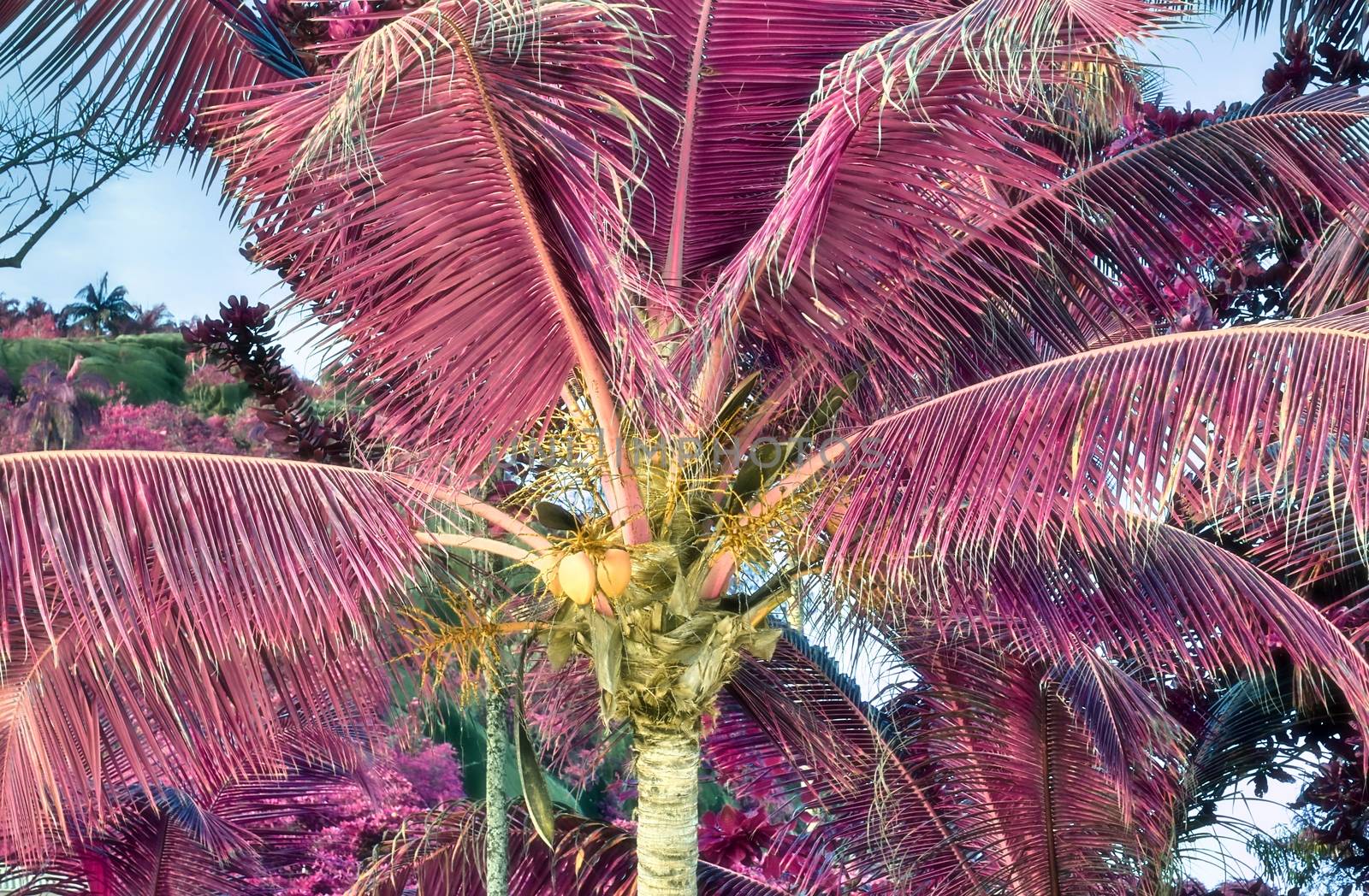 Magical fantasy infrared shots of palm trees on the Seychelles i by MP_foto71