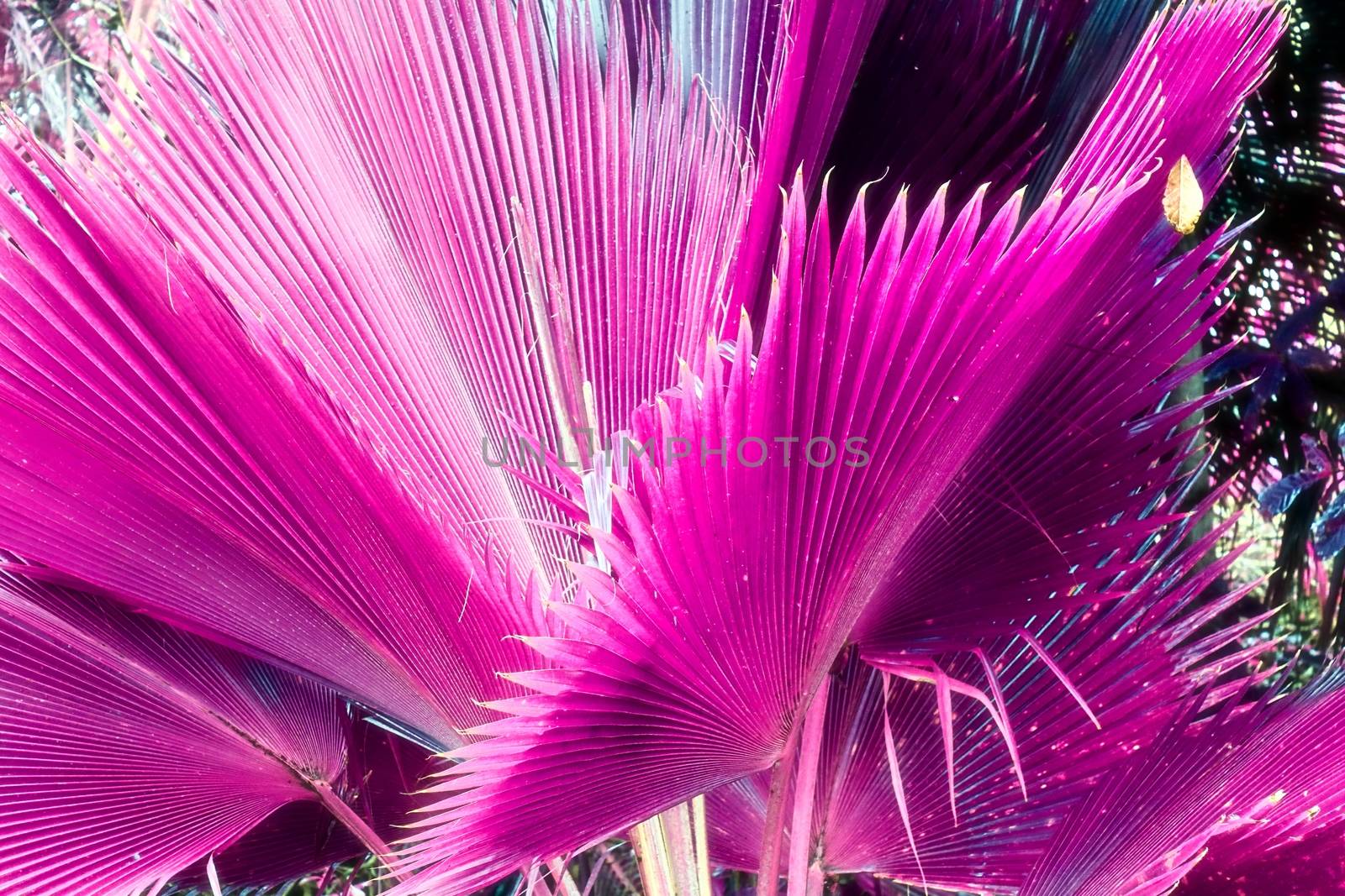 Magical fantasy infrared shots of palm trees on the Seychelles islands.