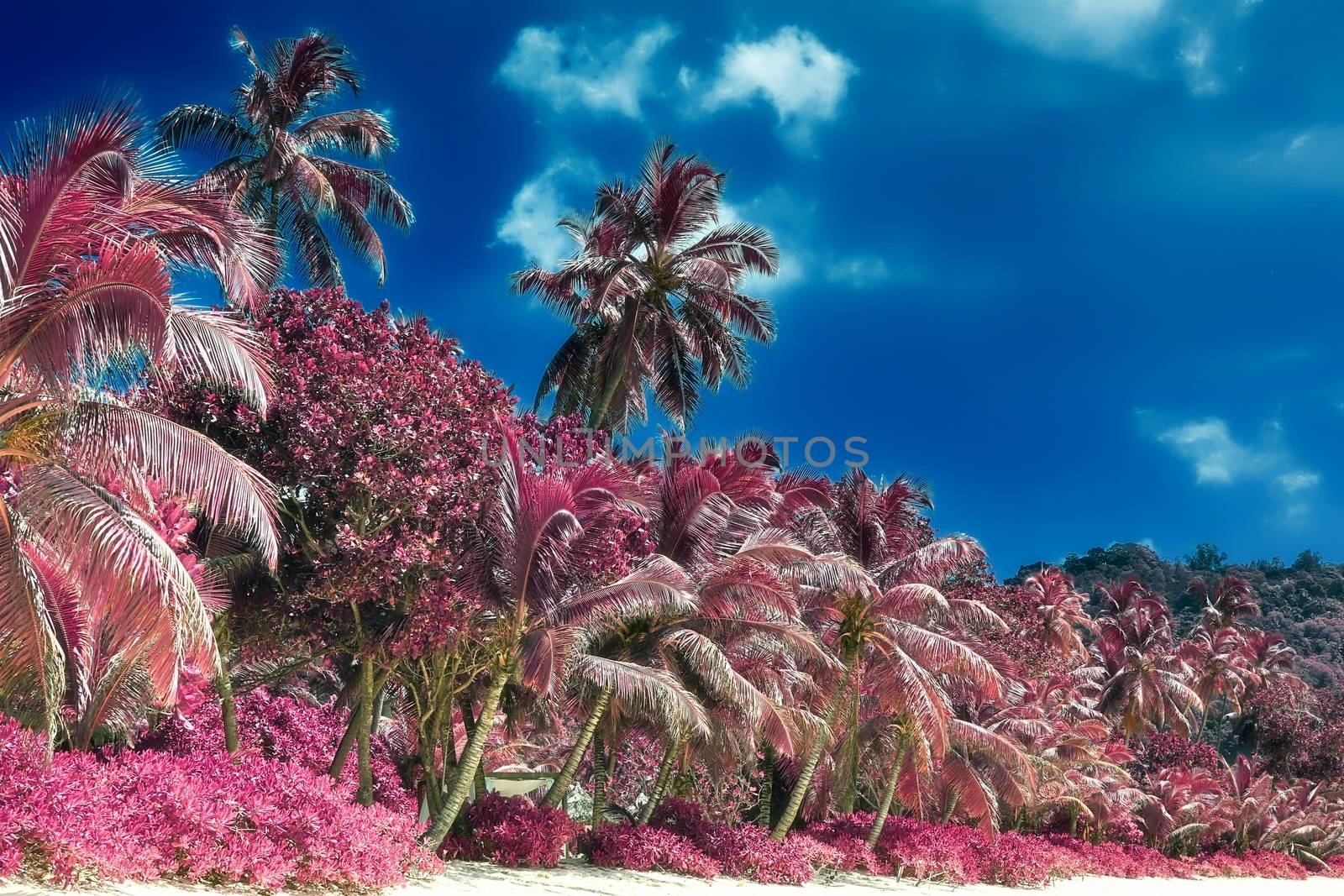 Magical fantasy infrared shots of palm trees on the Seychelles i by MP_foto71