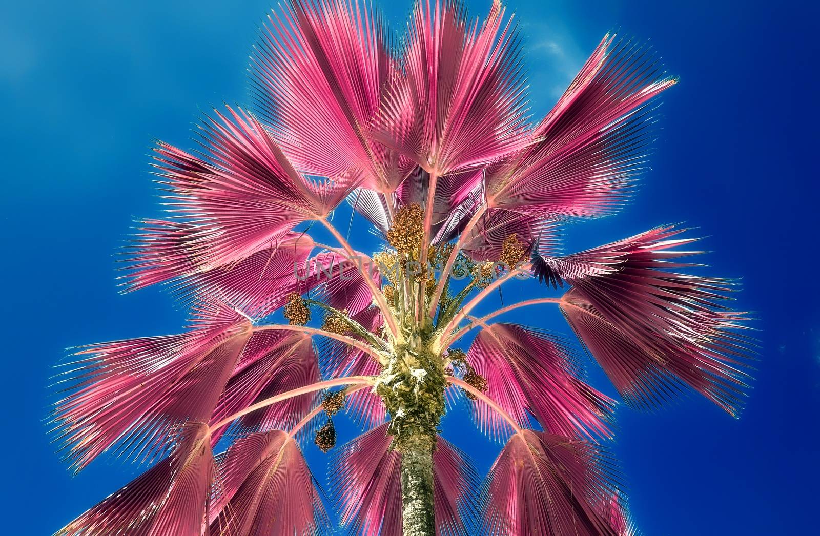 Magical fantasy infrared shots of palm trees on the Seychelles islands.