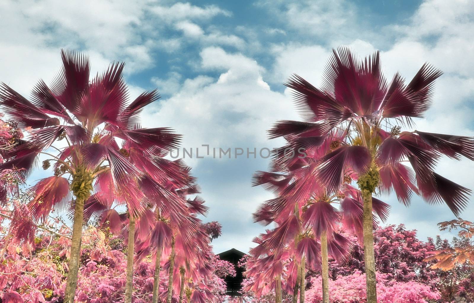 Magical fantasy infrared shots of palm trees on the Seychelles i by MP_foto71