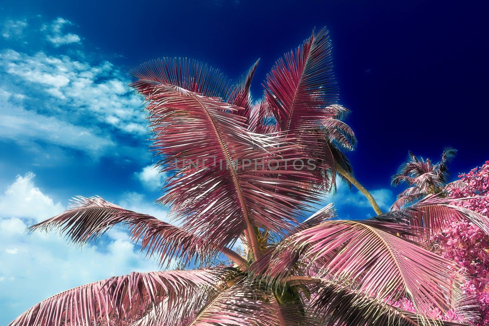 Magical fantasy infrared shots of palm trees on the Seychelles islands.