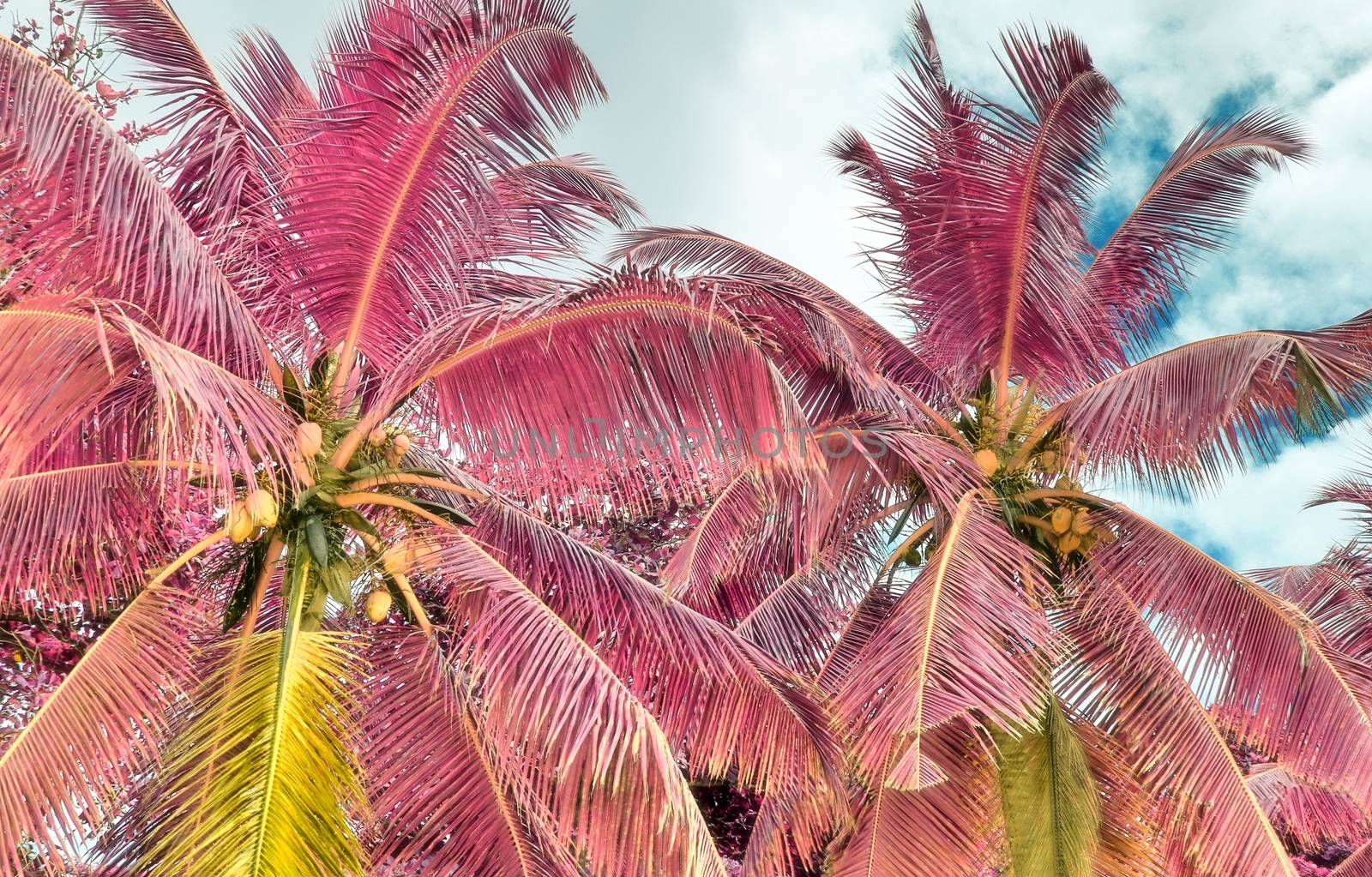 Magical fantasy infrared shots of palm trees on the Seychelles islands.