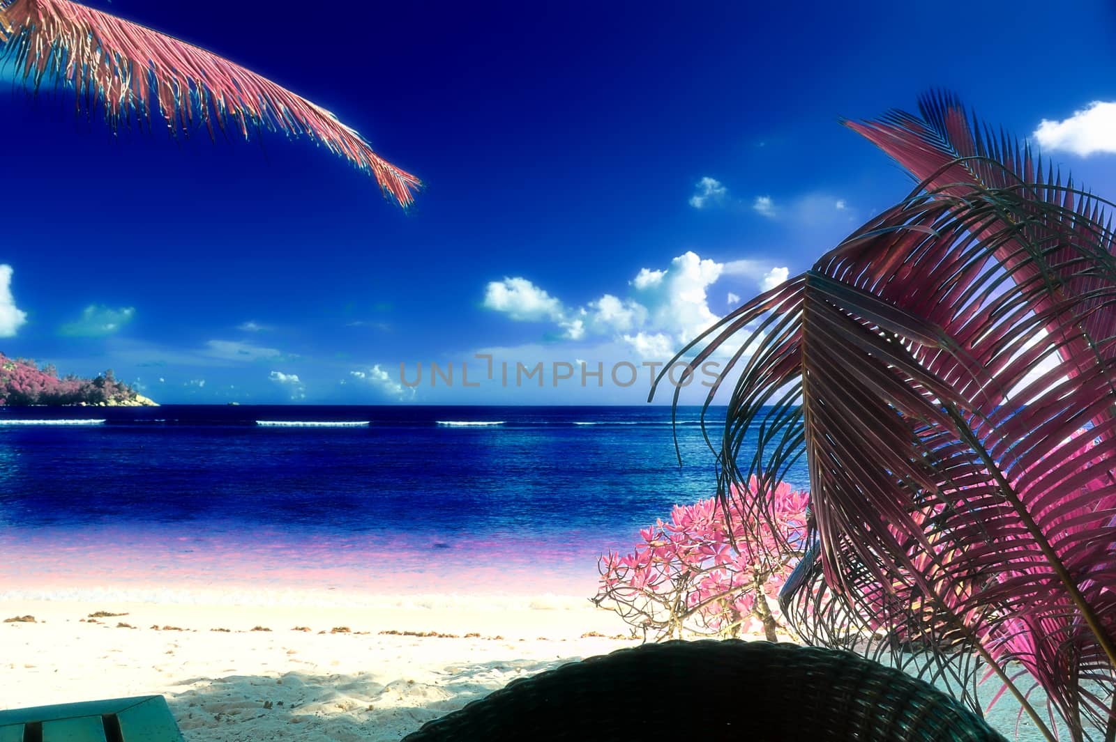 Magical fantasy infrared shots of palm trees on the Seychelles islands.