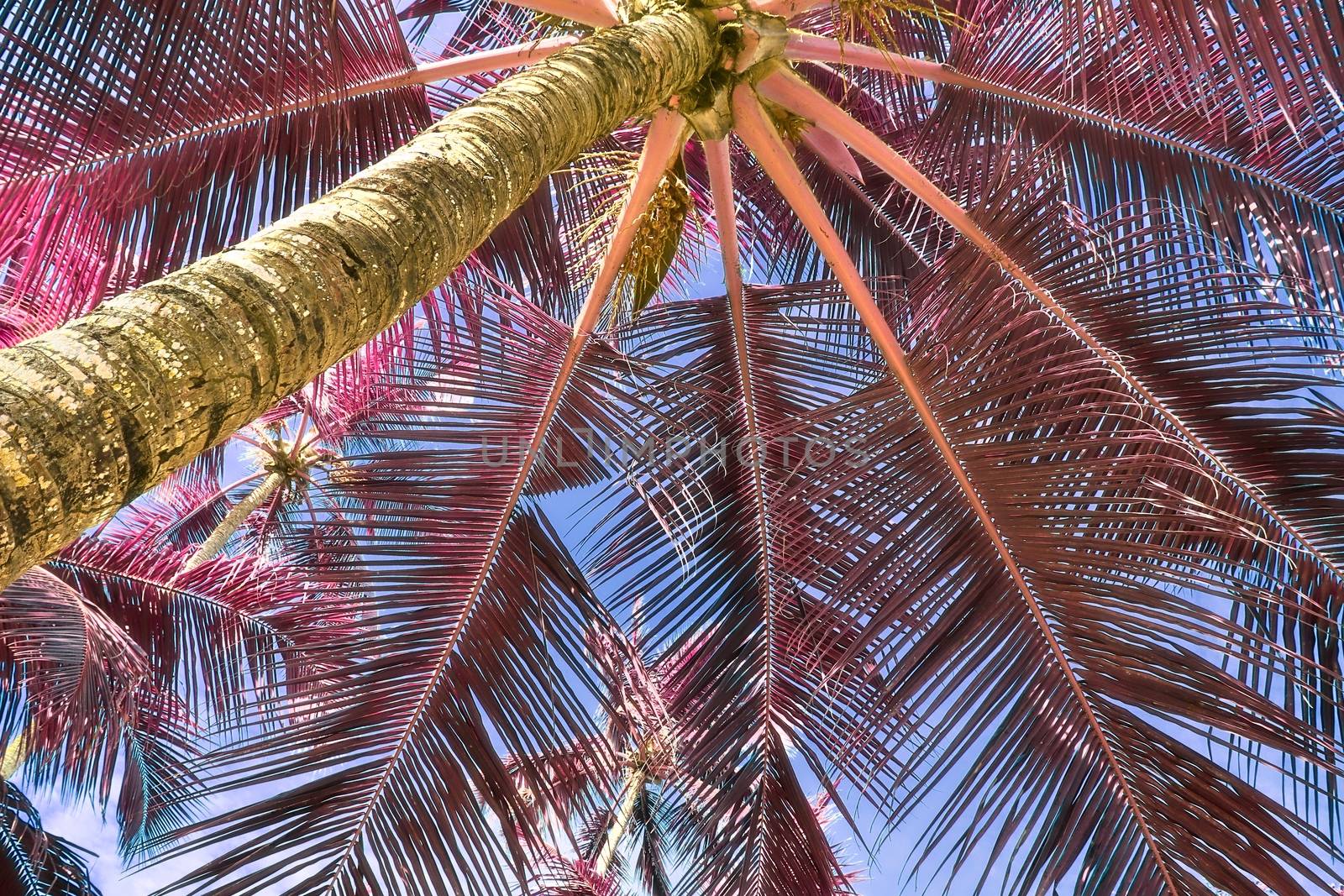 Magical fantasy infrared shots of palm trees on the Seychelles islands.