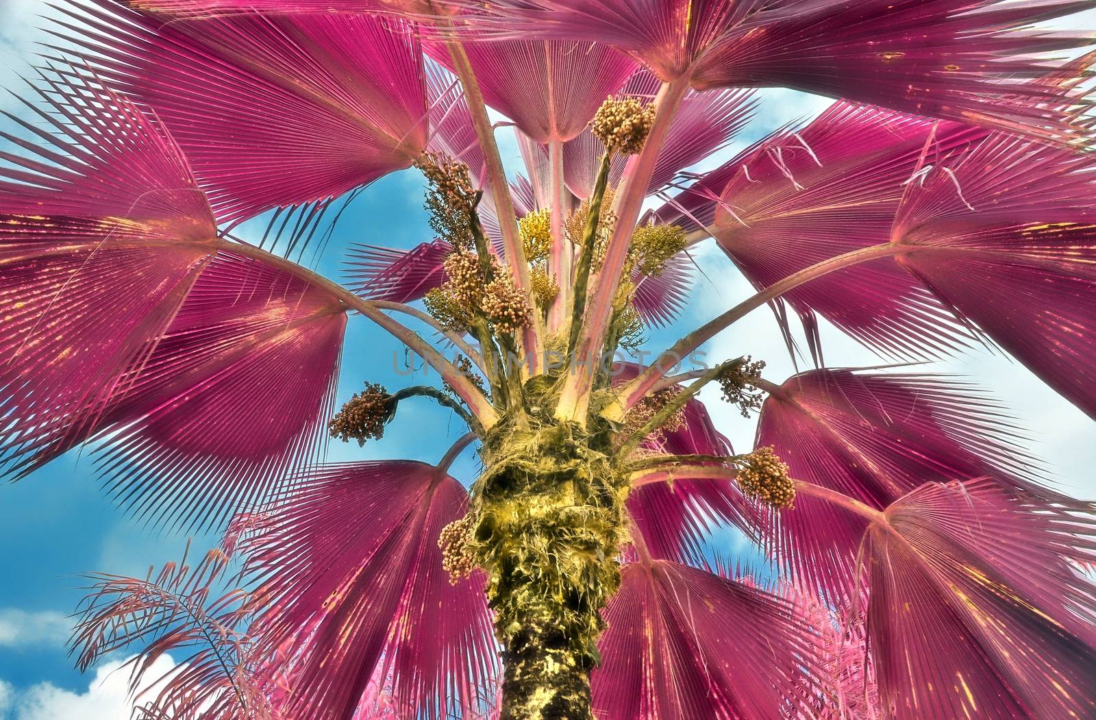 Magical fantasy infrared shots of palm trees on the Seychelles islands.