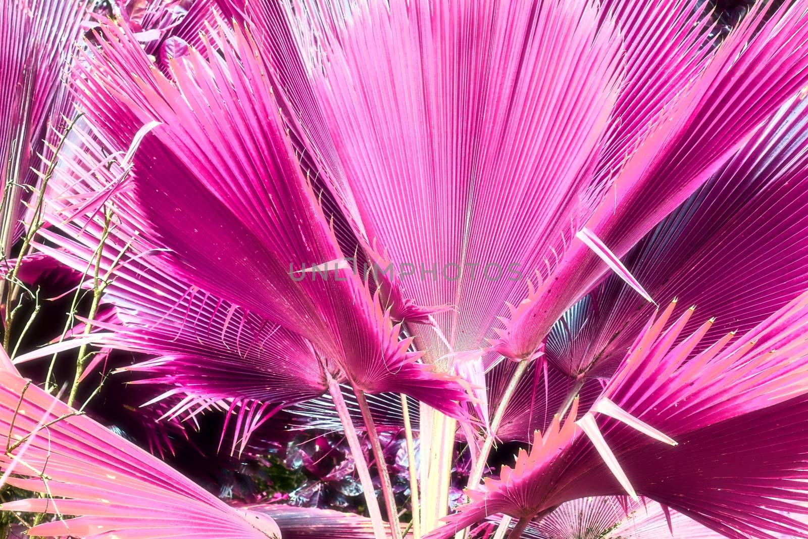 Magical fantasy infrared shots of palm trees on the Seychelles islands.