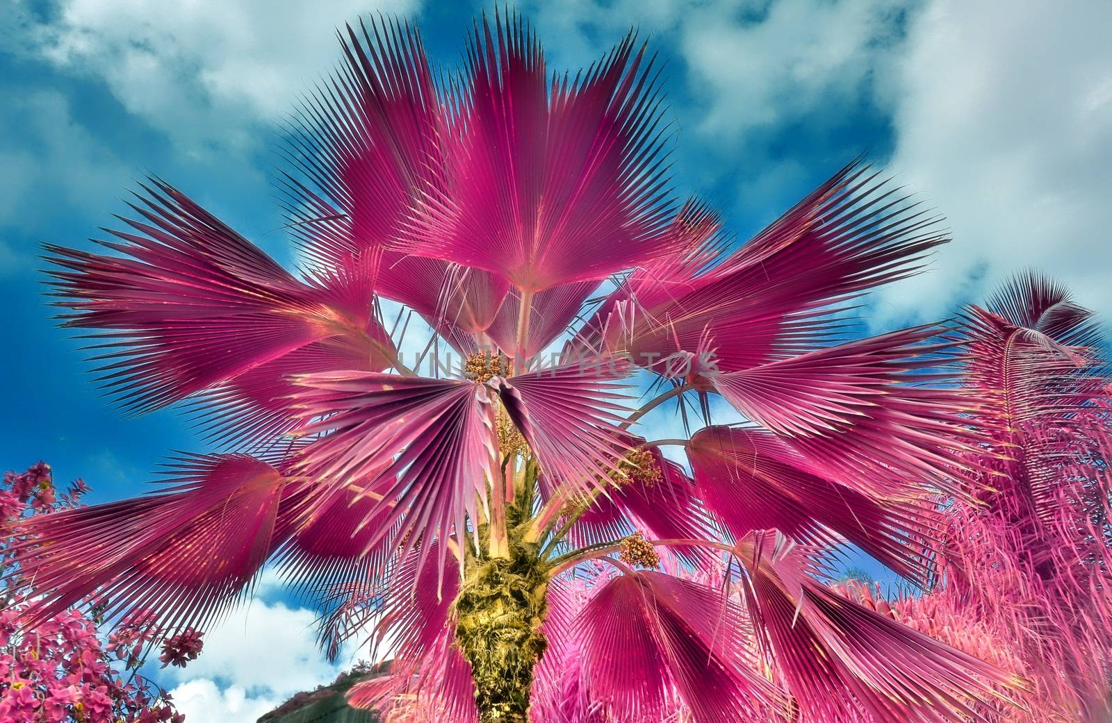 Magical fantasy infrared shots of palm trees on the Seychelles islands.