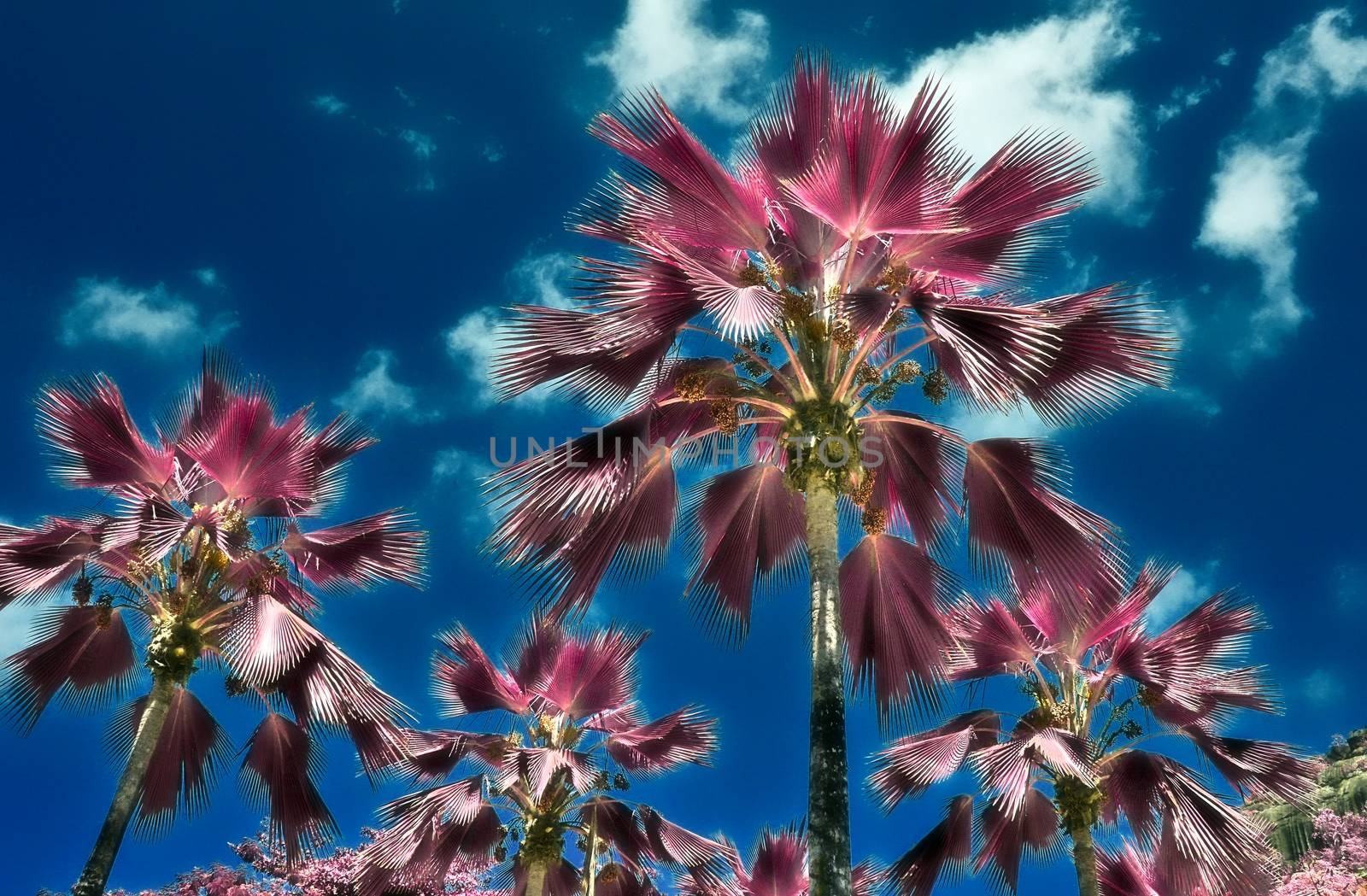 Magical fantasy infrared shots of palm trees on the Seychelles i by MP_foto71