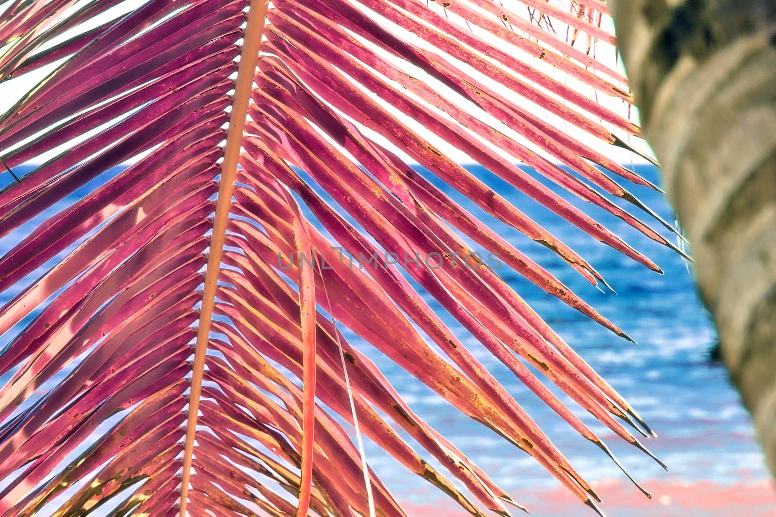 Magical fantasy infrared shots of palm trees on the Seychelles i by MP_foto71