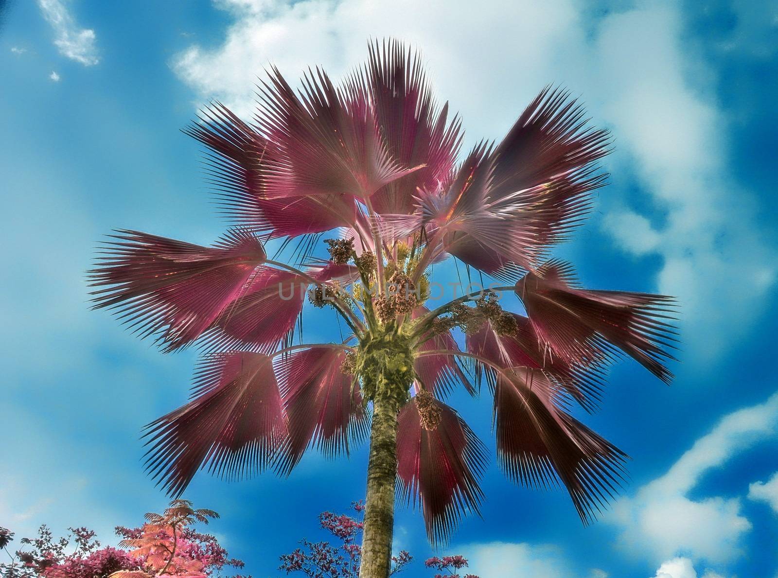 Magical fantasy infrared shots of palm trees on the Seychelles islands.