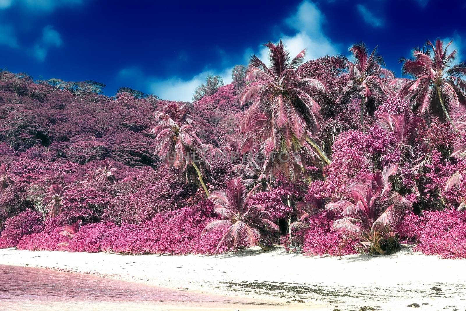 Magical fantasy infrared shots of palm trees on the Seychelles i by MP_foto71