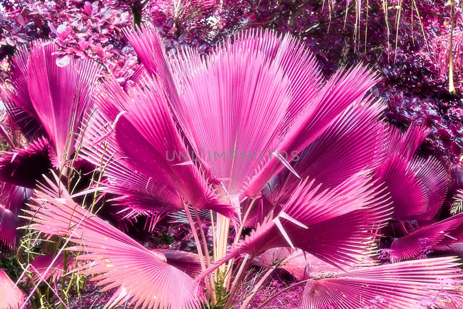 Magical fantasy infrared shots of palm trees on the Seychelles i by MP_foto71