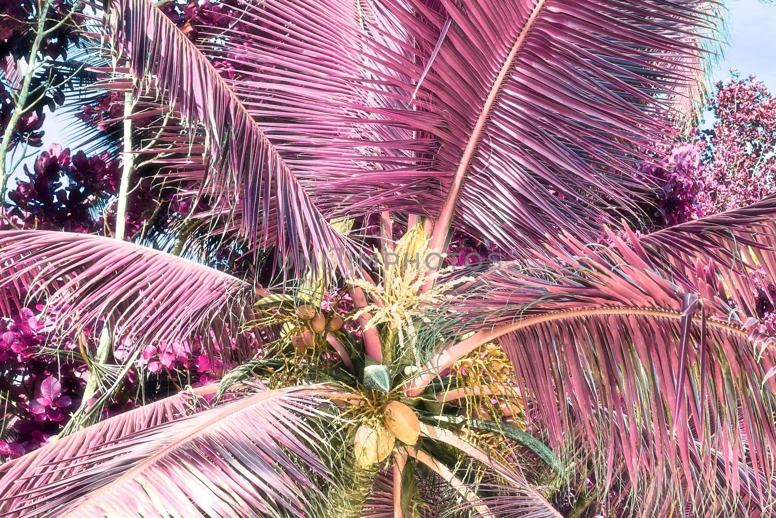Magical fantasy infrared shots of palm trees on the Seychelles islands.
