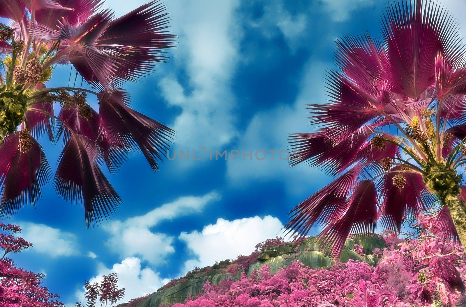 Magical fantasy infrared shots of palm trees on the Seychelles i by MP_foto71