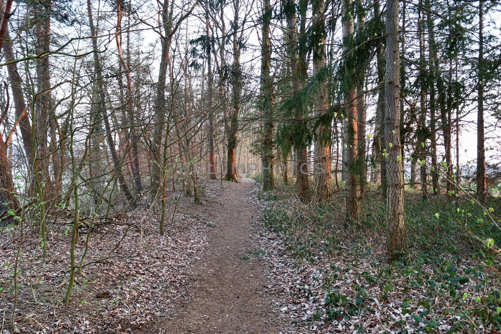 Beautiful view into a dense green forest with bright sunlight ca by MP_foto71