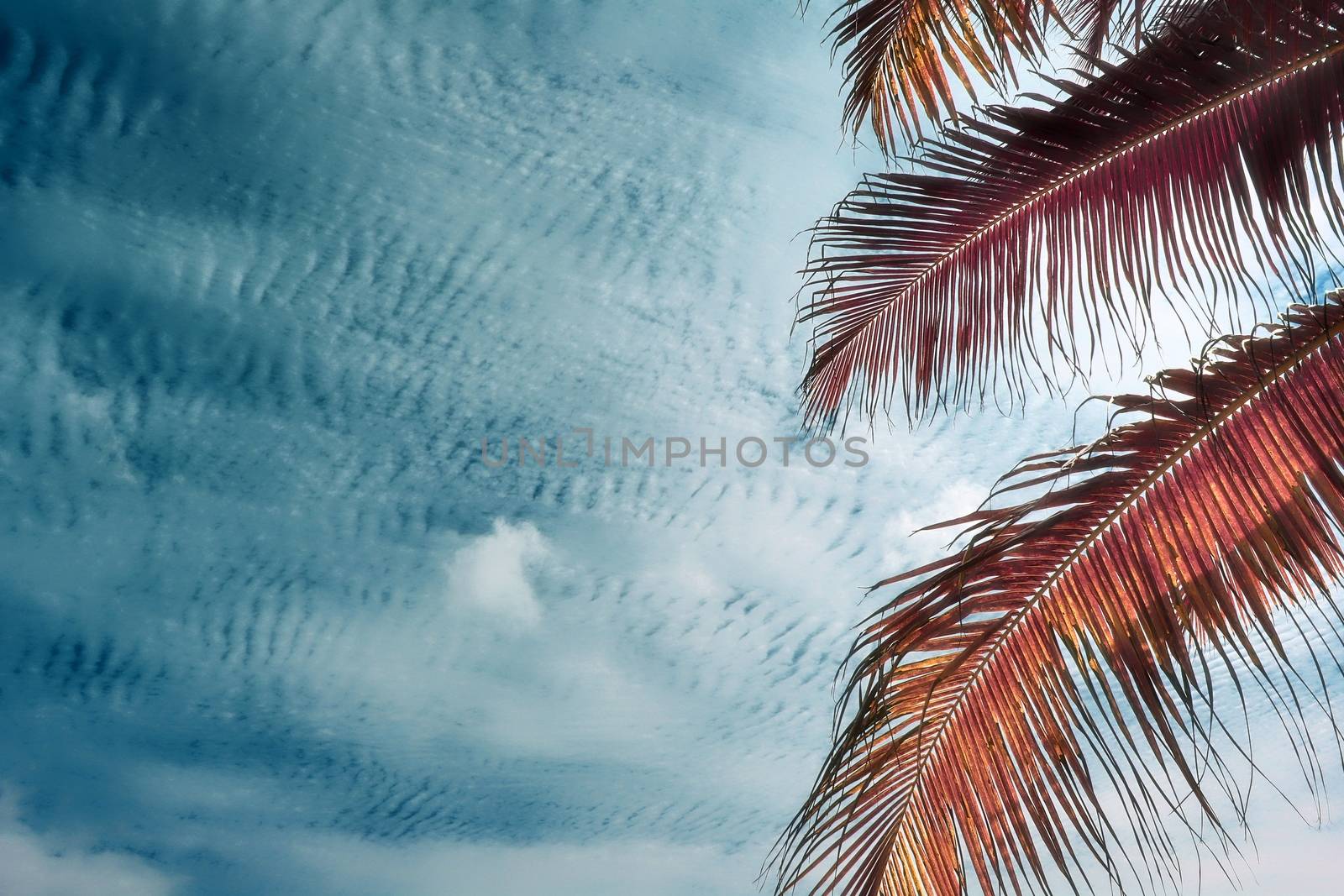 Magical fantasy infrared shots of palm trees on the Seychelles islands.