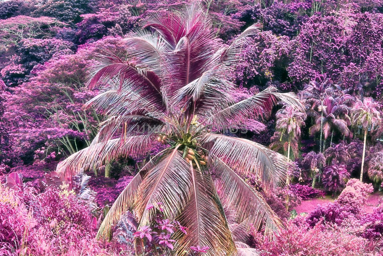 Magical fantasy infrared shots of palm trees on the Seychelles i by MP_foto71