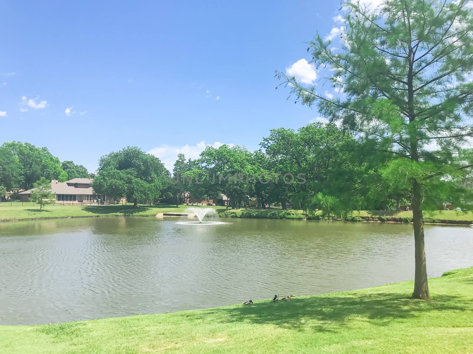 Working water fountain at residential park with clear pond and green tall trees in Coppell, Texas, USA by trongnguyen