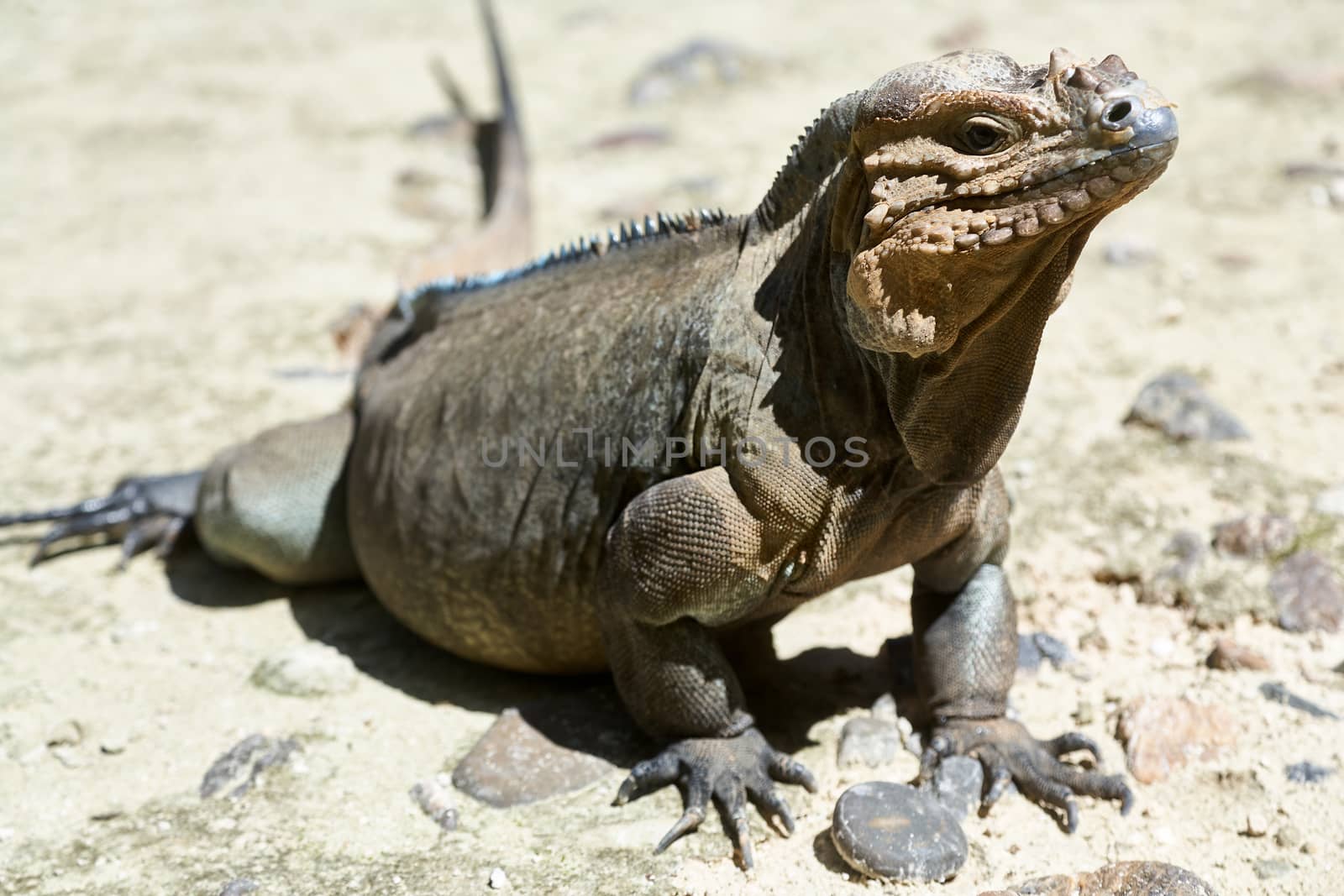 Iguana living in a zoo near Punta Cana in the Dominican Republic by ArturNyk