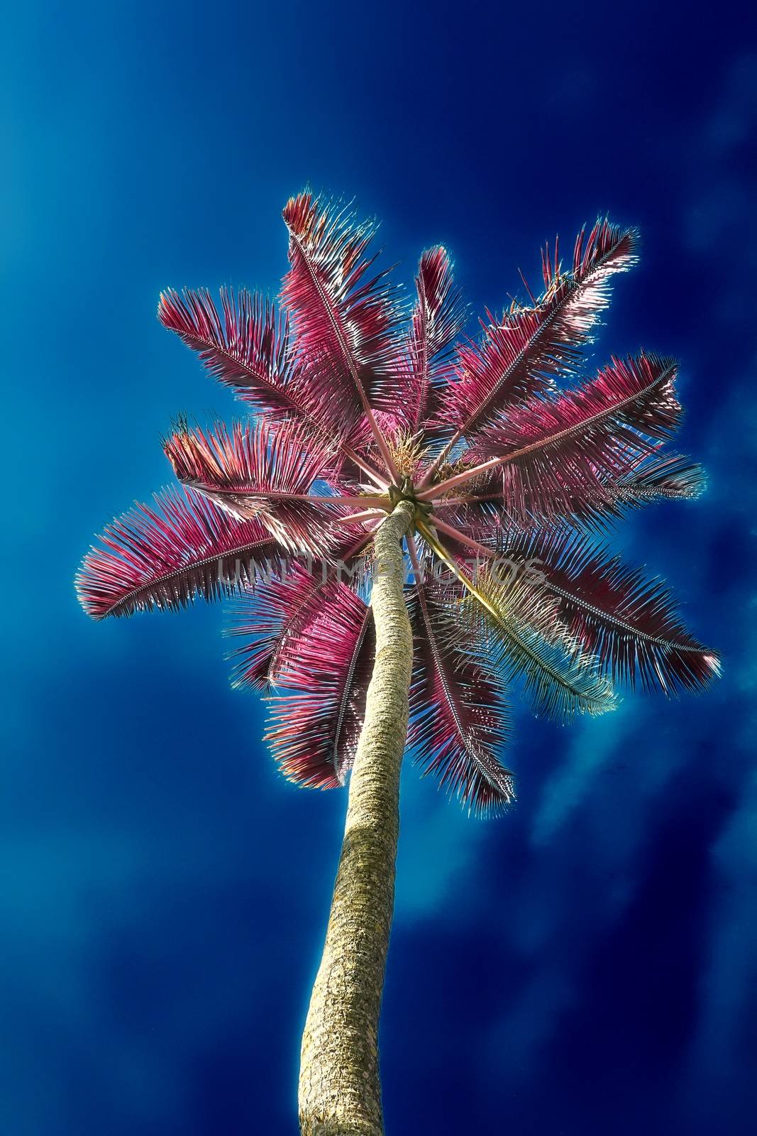 Magical fantasy infrared shots of palm trees on the Seychelles i by MP_foto71