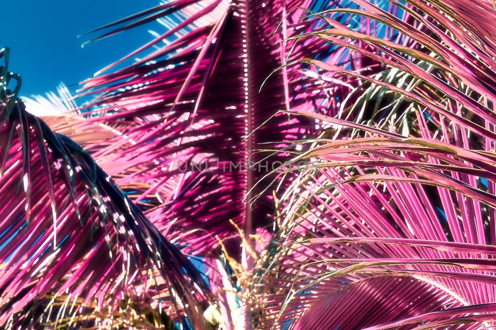 Magical fantasy infrared shots of palm trees on the Seychelles islands.