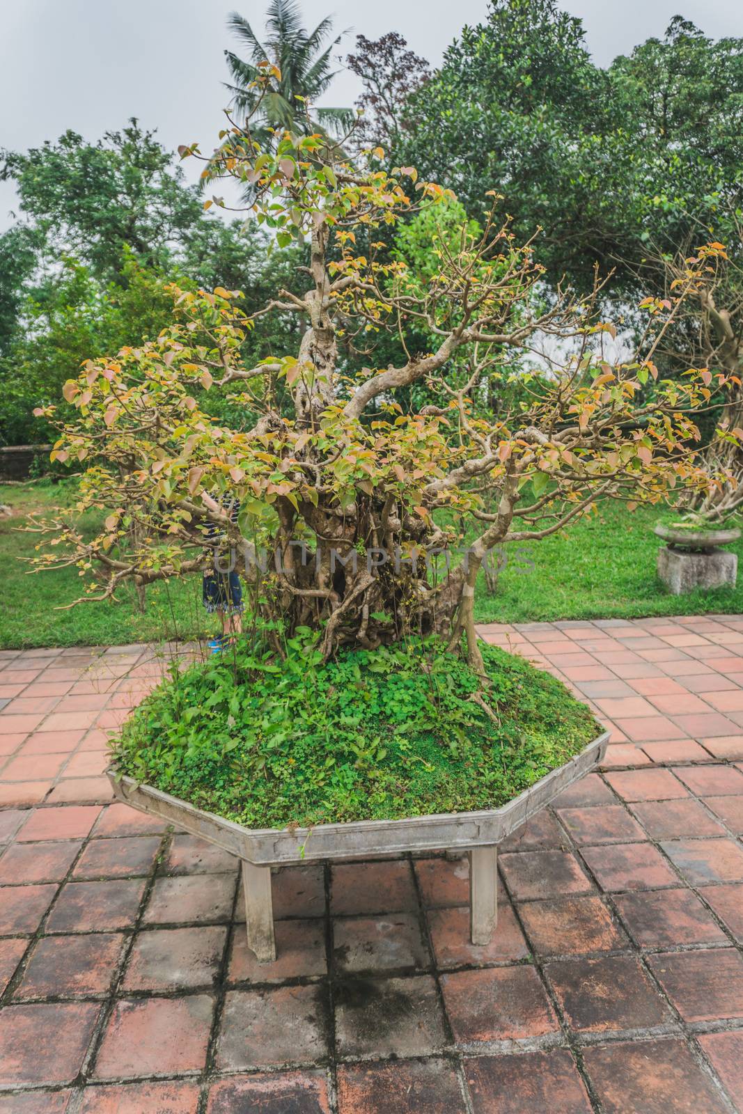 Bonsai tree in a Buddhist temple traditional Vietnamese decor