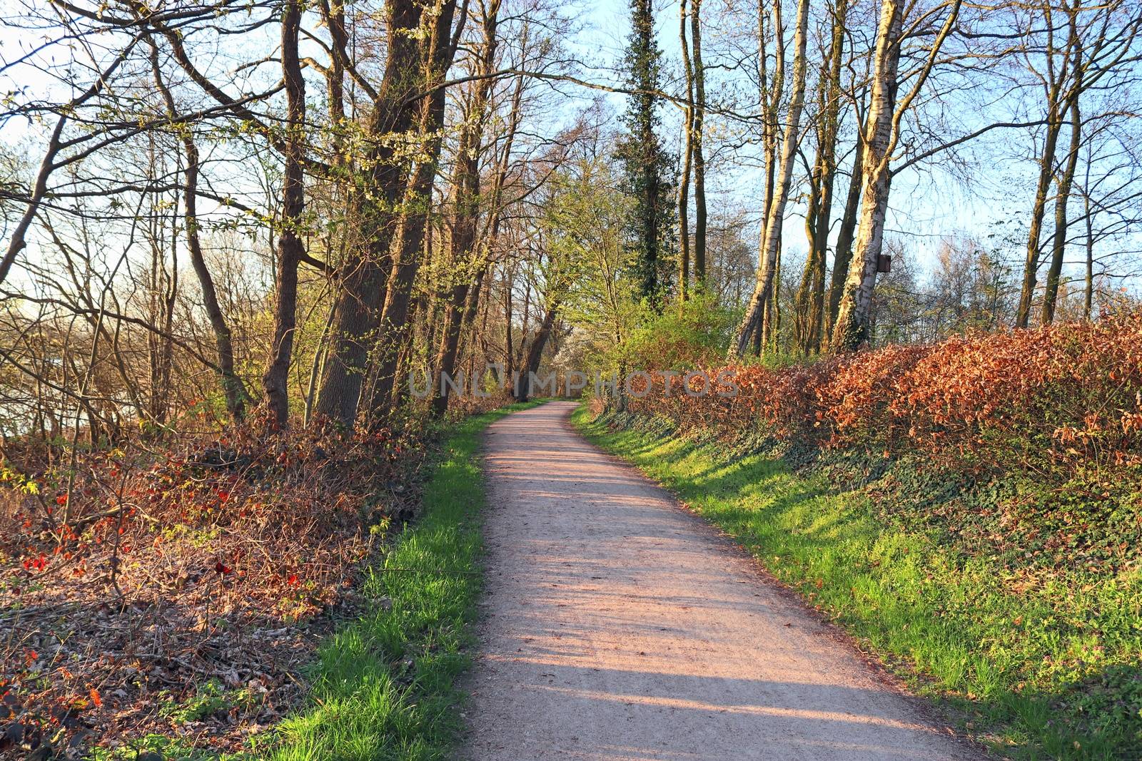 Beautiful view into a dense green forest with bright sunlight casting deep shadow.