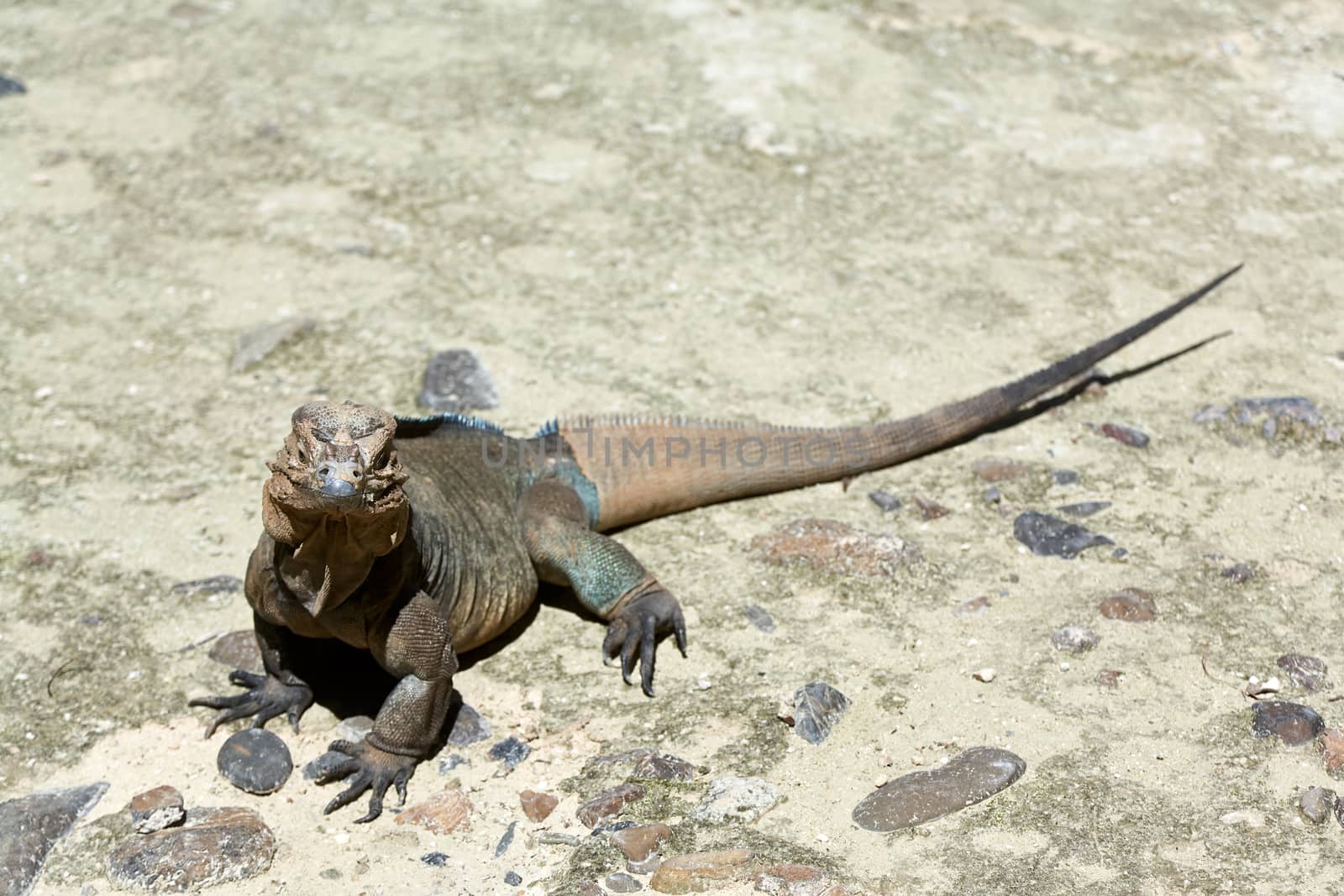 Iguana living in a zoo near Punta Cana in the Dominican Republic