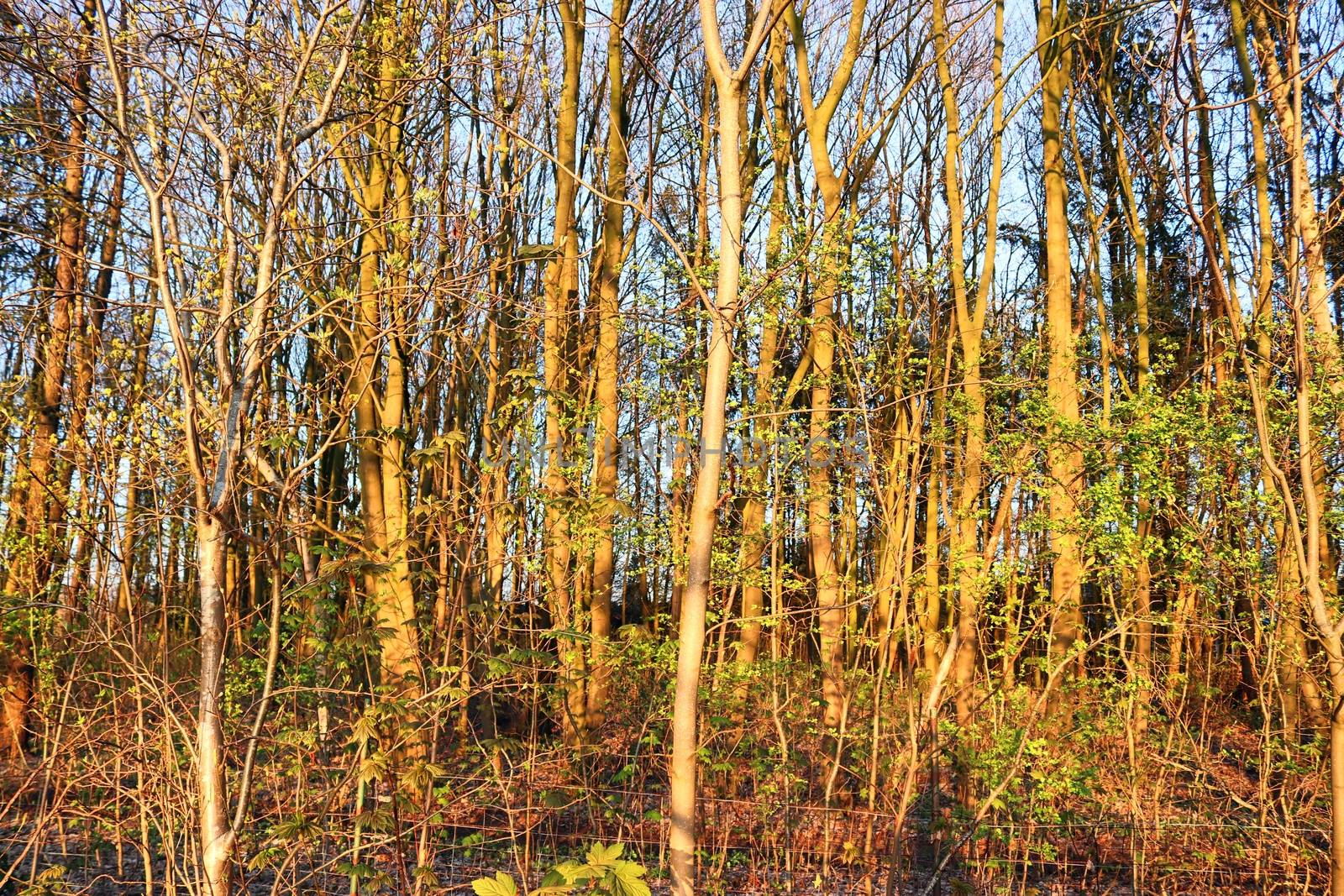 Beautiful view into a dense green forest with bright sunlight casting deep shadow.