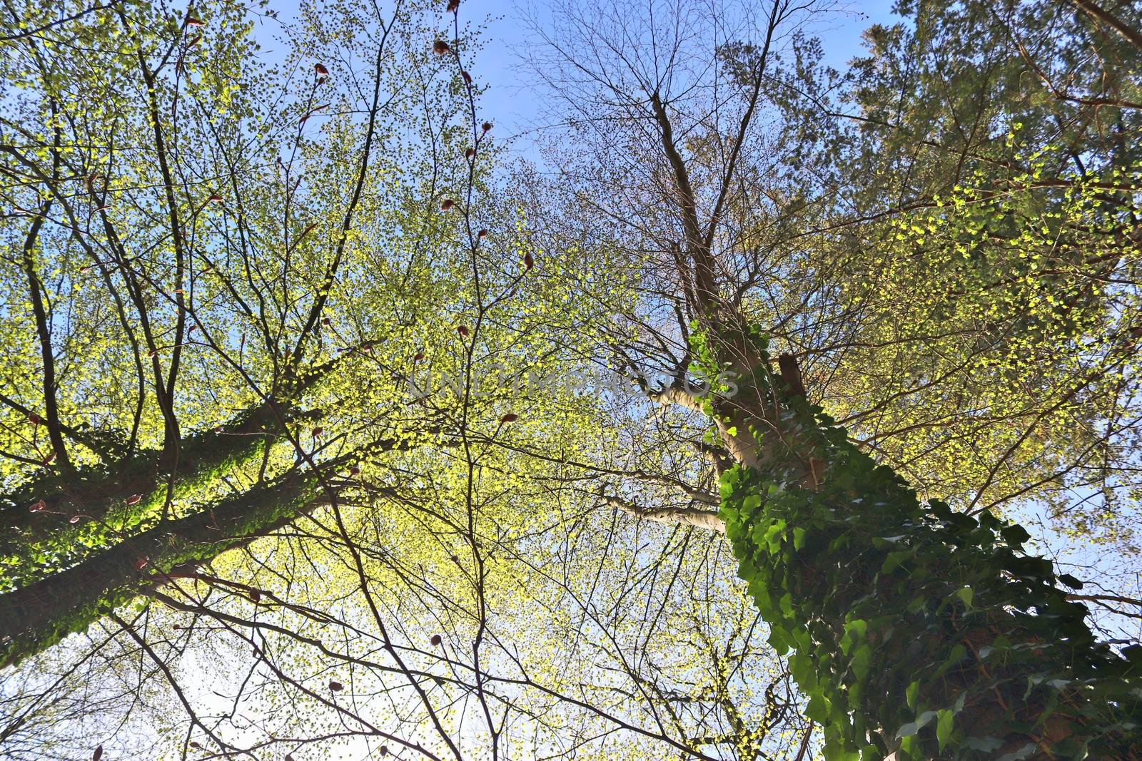 Beautiful view into a dense green forest with bright sunlight casting deep shadow.