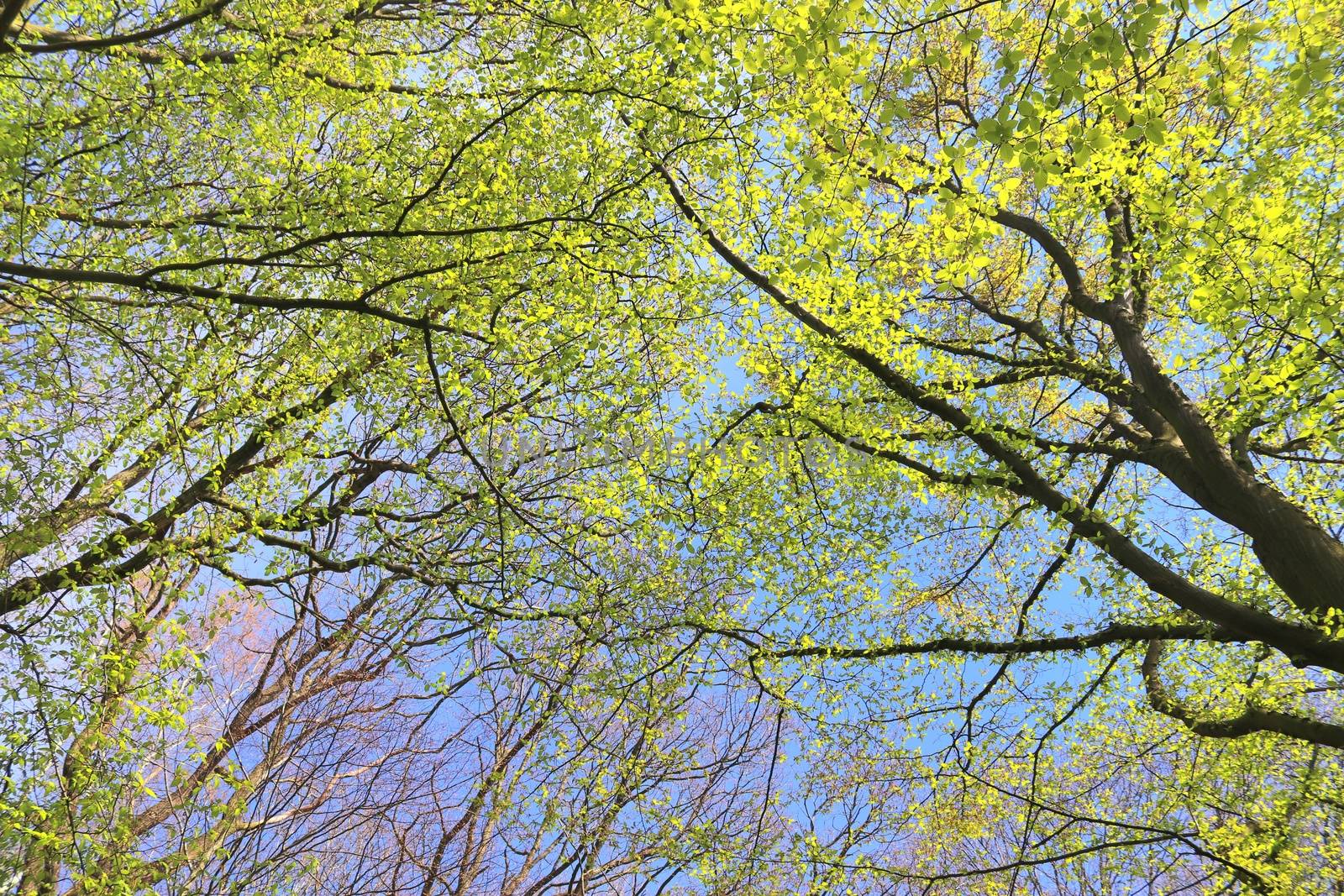 Beautiful view into a dense green forest with bright sunlight ca by MP_foto71