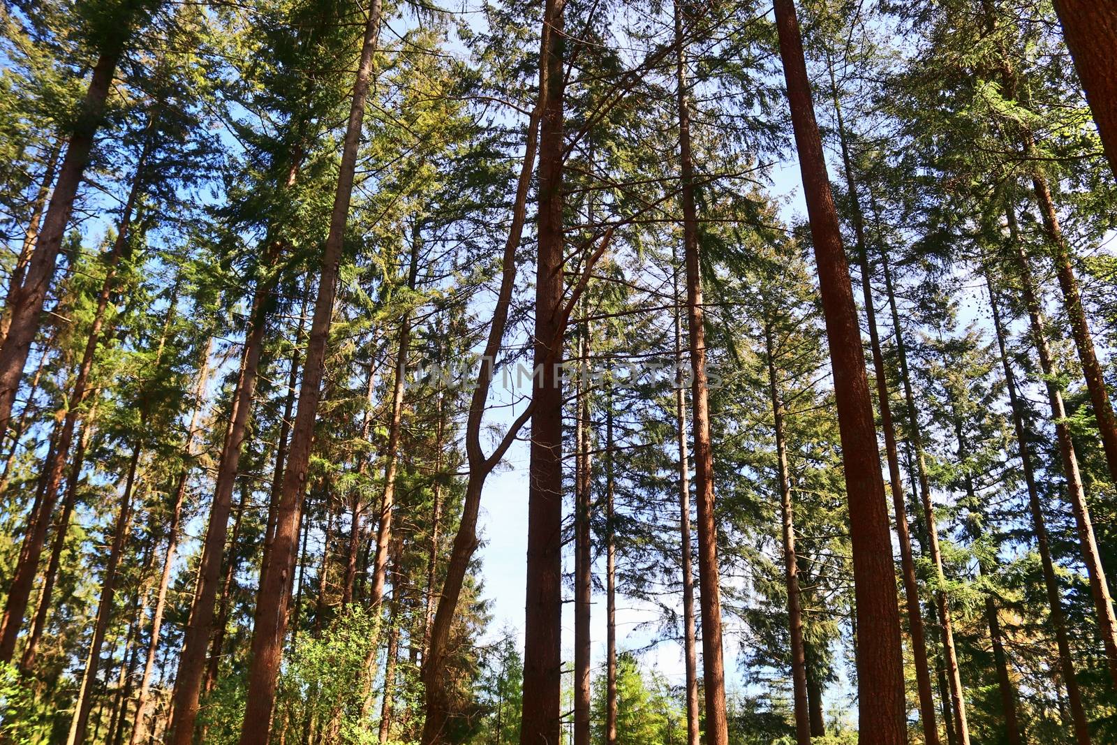 Beautiful view into a dense green forest with bright sunlight ca by MP_foto71