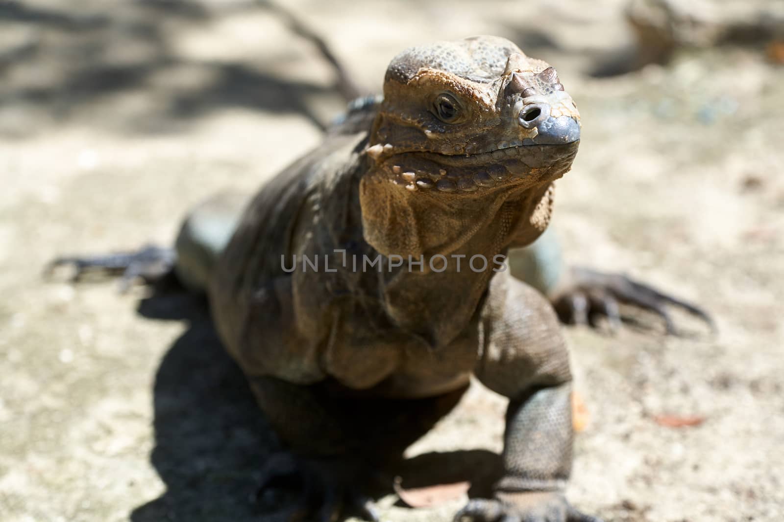 Iguana living in a zoo near Punta Cana in the Dominican Republic by ArturNyk