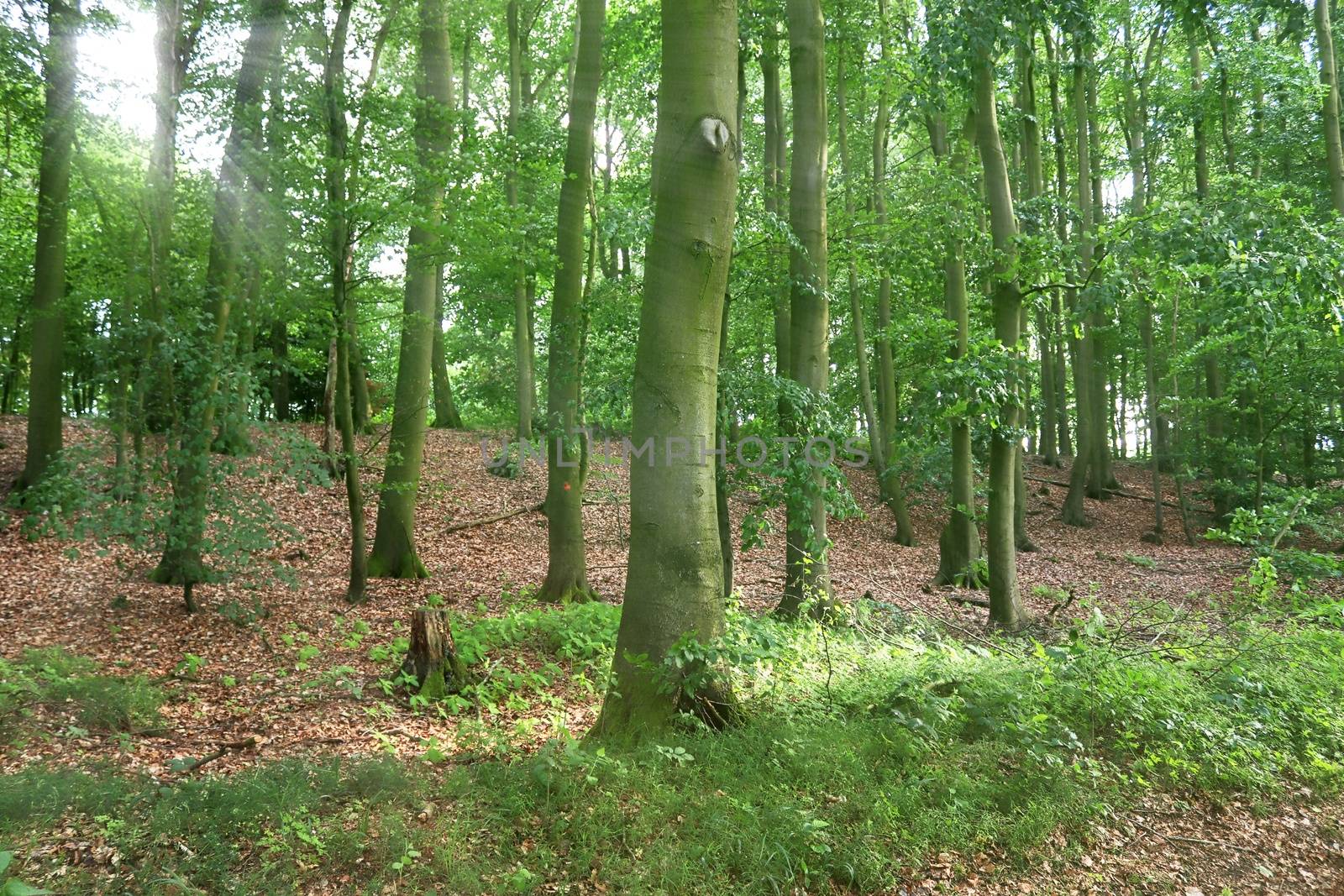 Beautiful view into a dense green forest with bright sunlight ca by MP_foto71