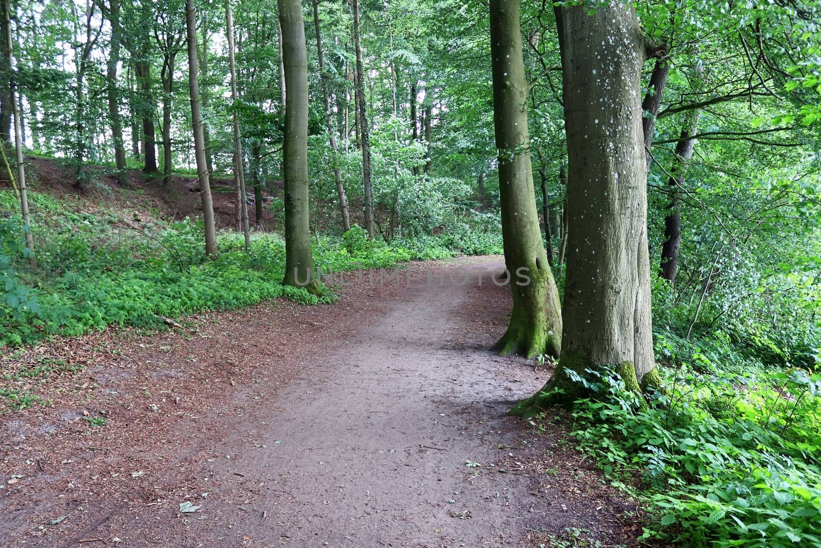 Beautiful view into a dense green forest with bright sunlight casting deep shadow.