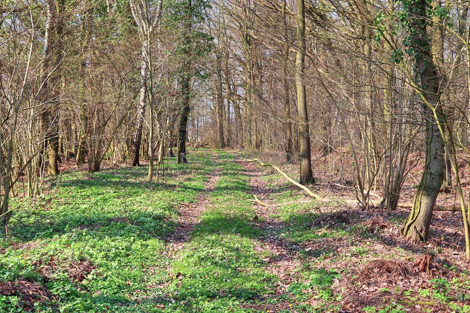 Beautiful view into a dense green forest with bright sunlight ca by MP_foto71