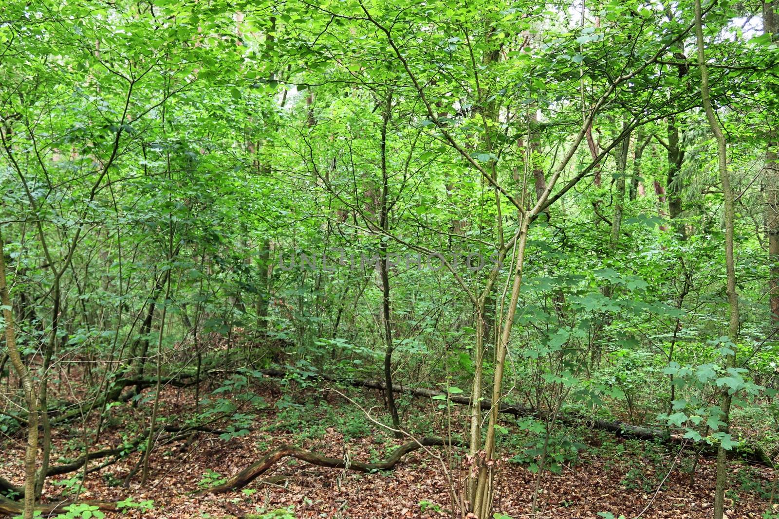 Beautiful view into a dense green forest with bright sunlight casting deep shadow.