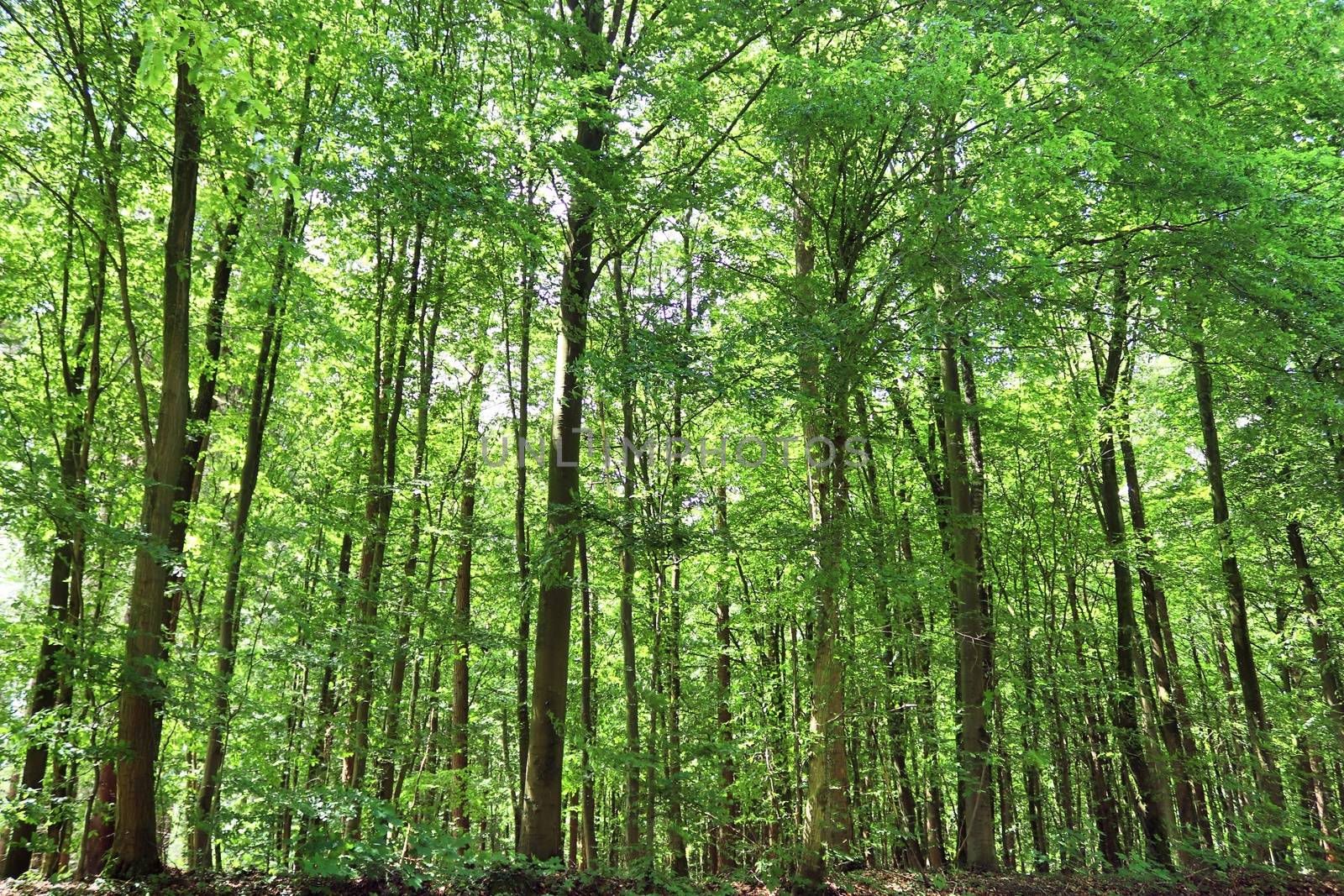 Beautiful view into a dense green forest with bright sunlight ca by MP_foto71